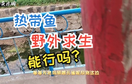 热带鱼也玩野外求生?这样的野外环境能行吗?哔哩哔哩bilibili