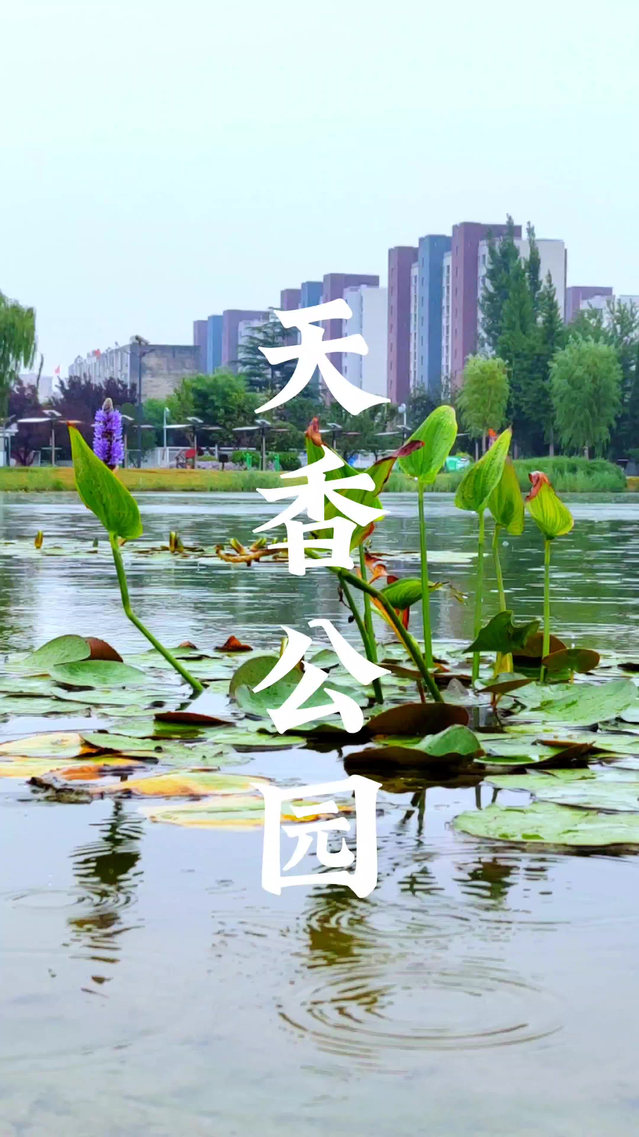 淄博全域公园,周村雨后的天香公园如诗如画