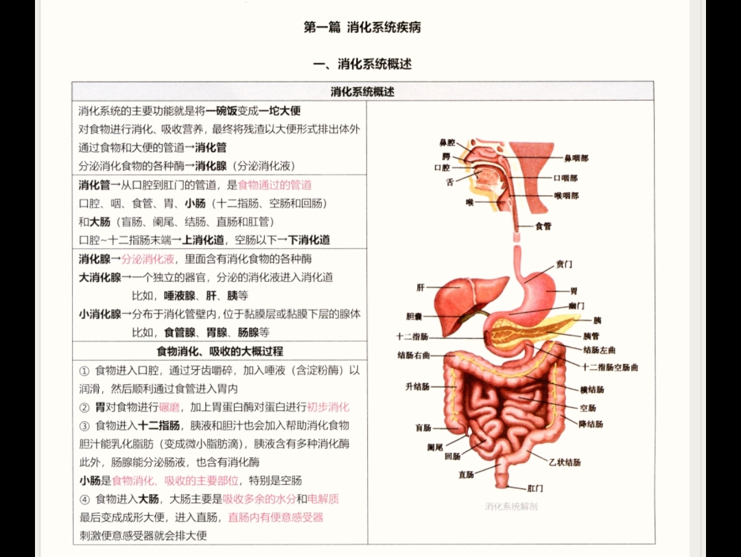 [图]消化系统大汇总·一起学习·为你读