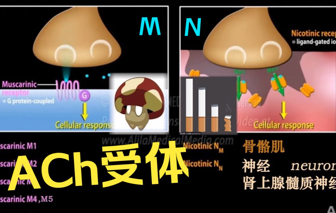 【生理三分钟】乙酰胆碱受体:为什么肉毒素能去皱纹?M型/N型受体有几种?ACh有什么作用?哔哩哔哩bilibili