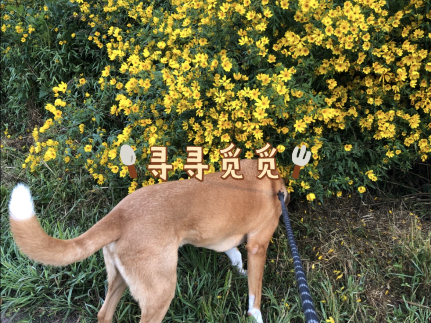 Marzo和主任一早出门晨跑,路边小菊花艳丽的绽放,美丽极了哔哩哔哩bilibili