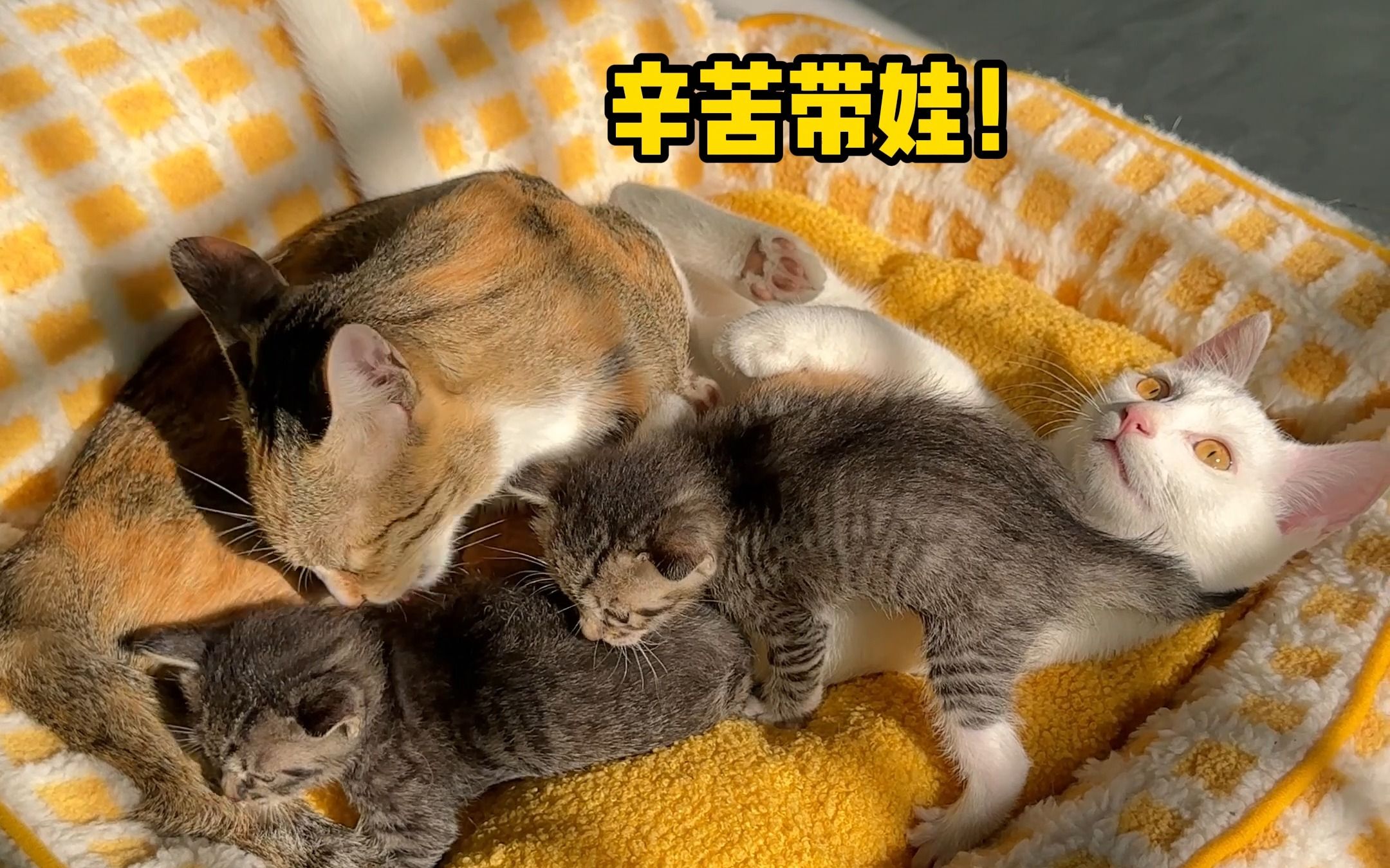 [图]长大真好能有自己的小猫！