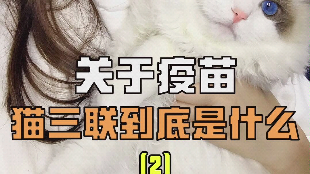 新手铲屎官必看!何为“猫三联”!哔哩哔哩bilibili