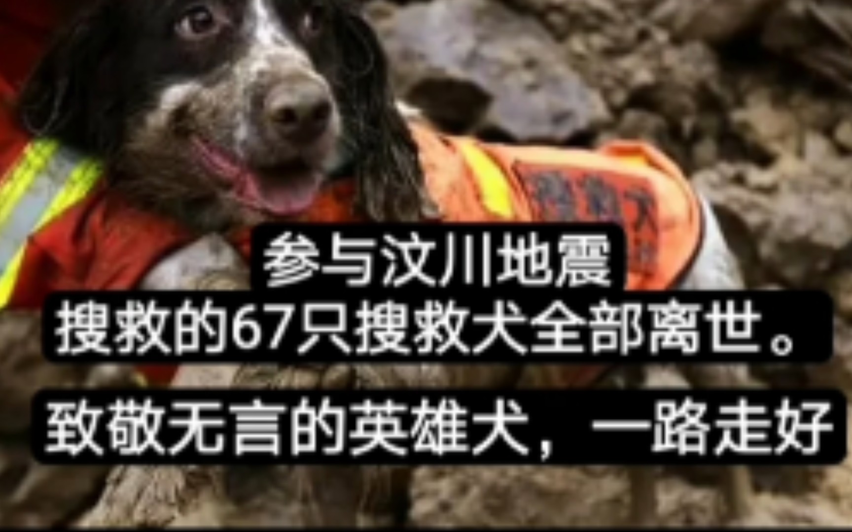 [图]参与搜救的67只“搜救犬”全部离世，致敬无言的英雄犬，一路走好。