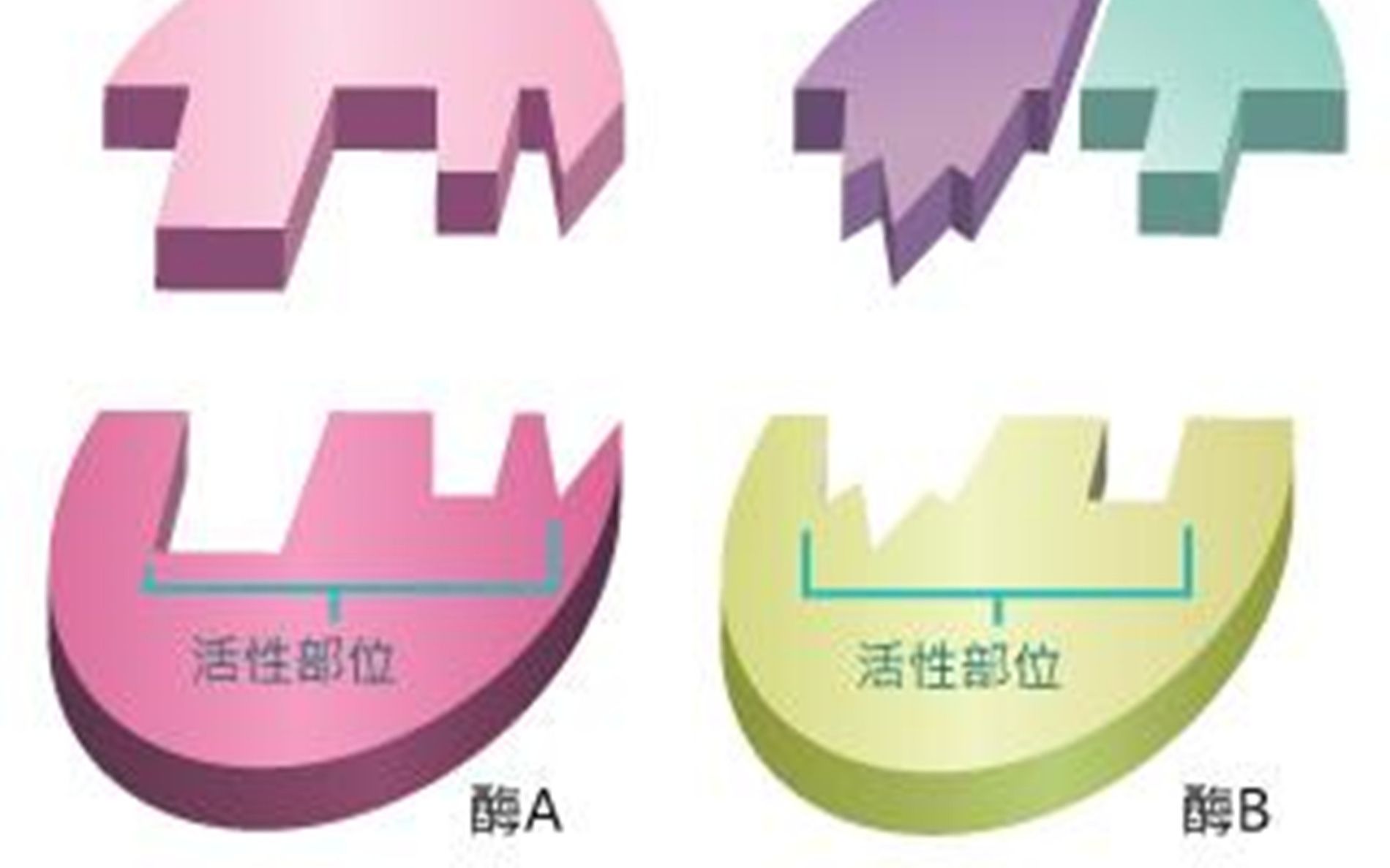 艾可生物化学第十一期课程节选酶的专一性哔哩哔哩bilibili