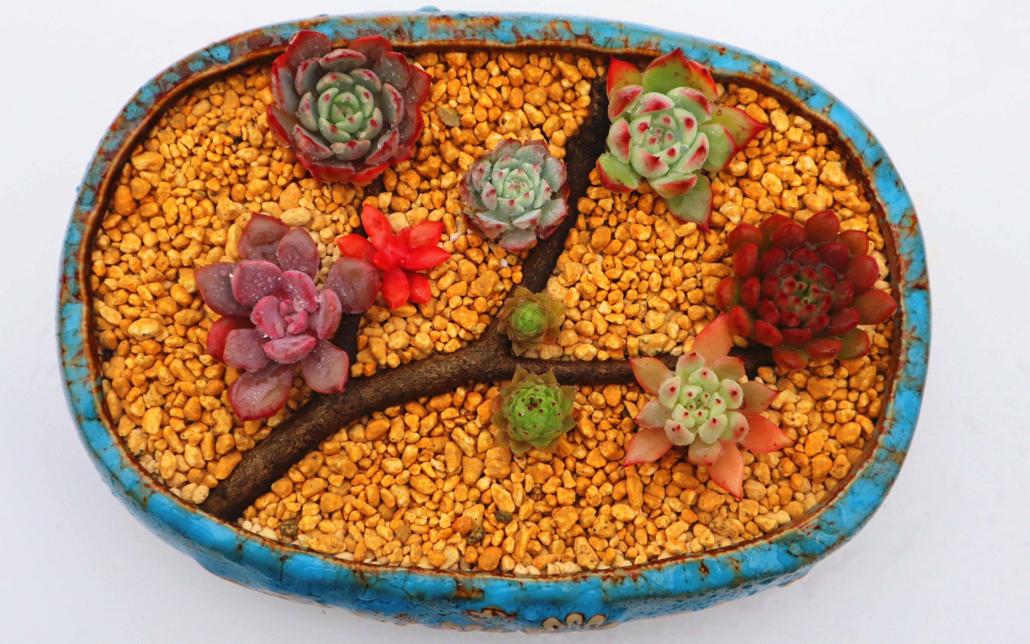 多肉拼盘系列多肉树梅花枝今年第一次多肉拼盘还是拍视频出来有点缩手