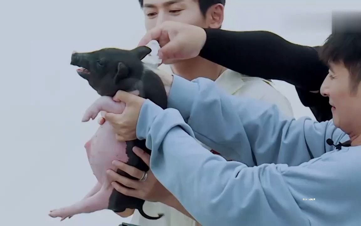 快乐大本营20210612期张哲瀚蒙头盲猜小动物