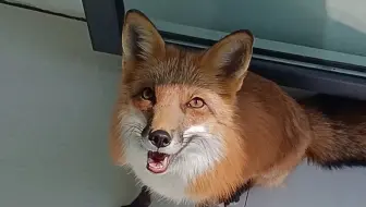 不要再说狐狸聪明了 哔哩哔哩 Bilibili