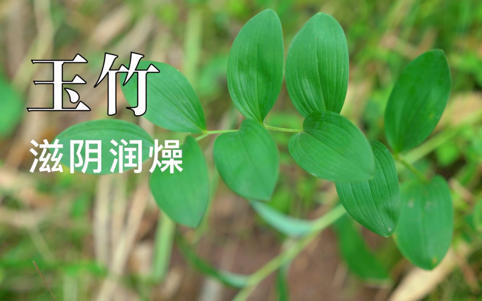 【玉竹】滋阴,口感非常细嫩香甜!_哔哩哔哩_bilibili