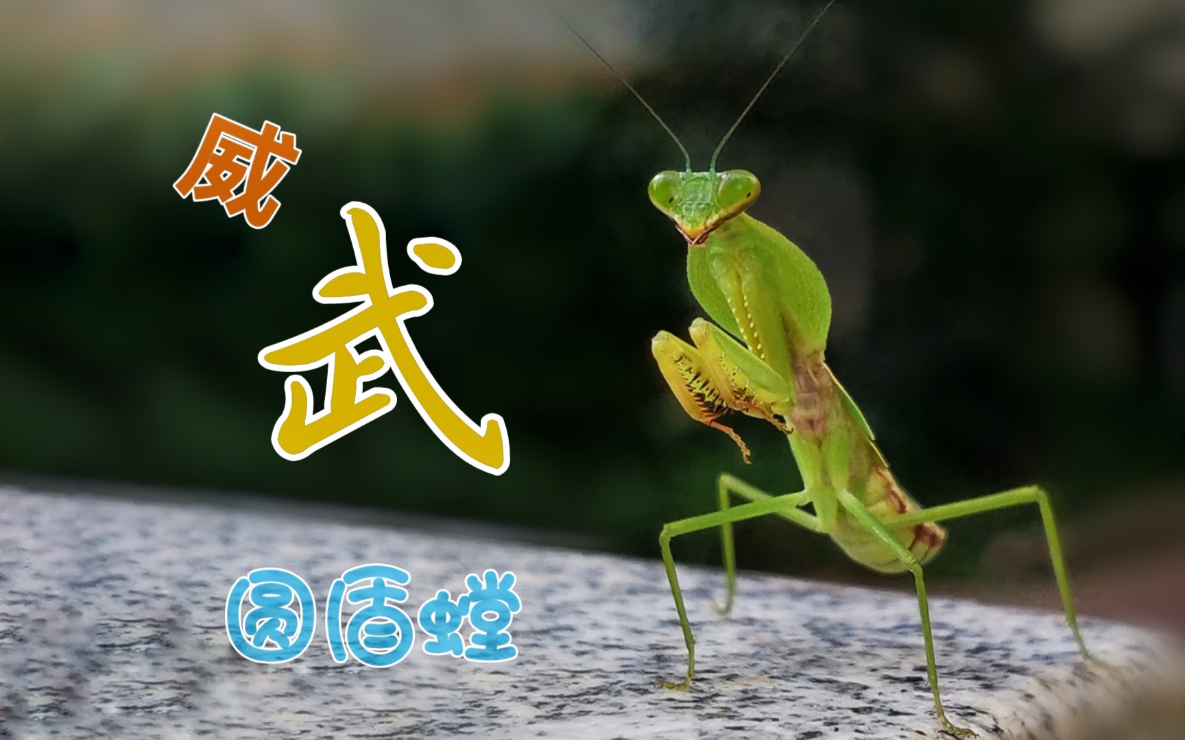 威武圆盾螳螂,有喜欢的吗?_哔哩哔哩_bilibili