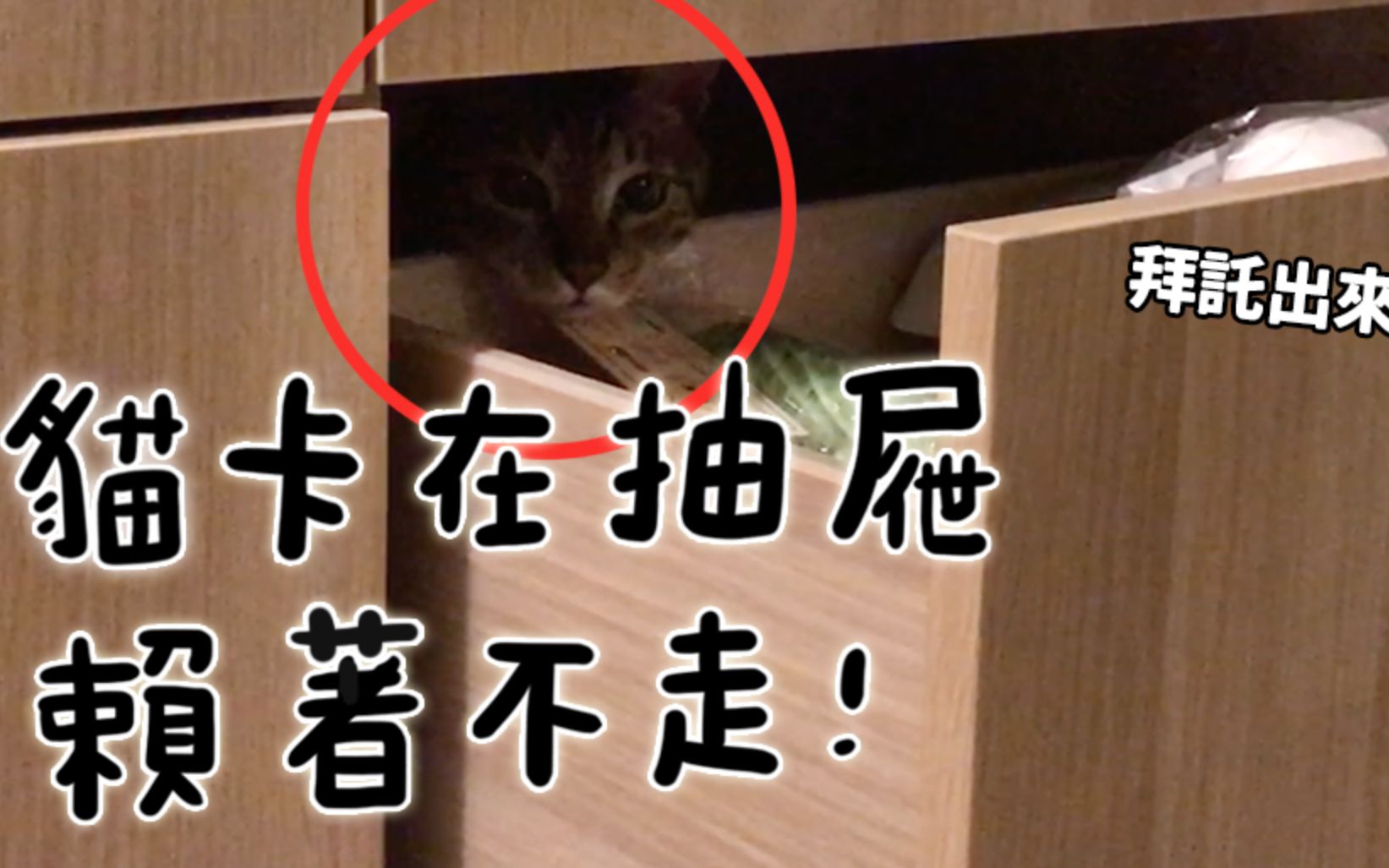 【黄阿玛的日常】猫卡在抽屉赖着不走!哔哩哔哩bilibili