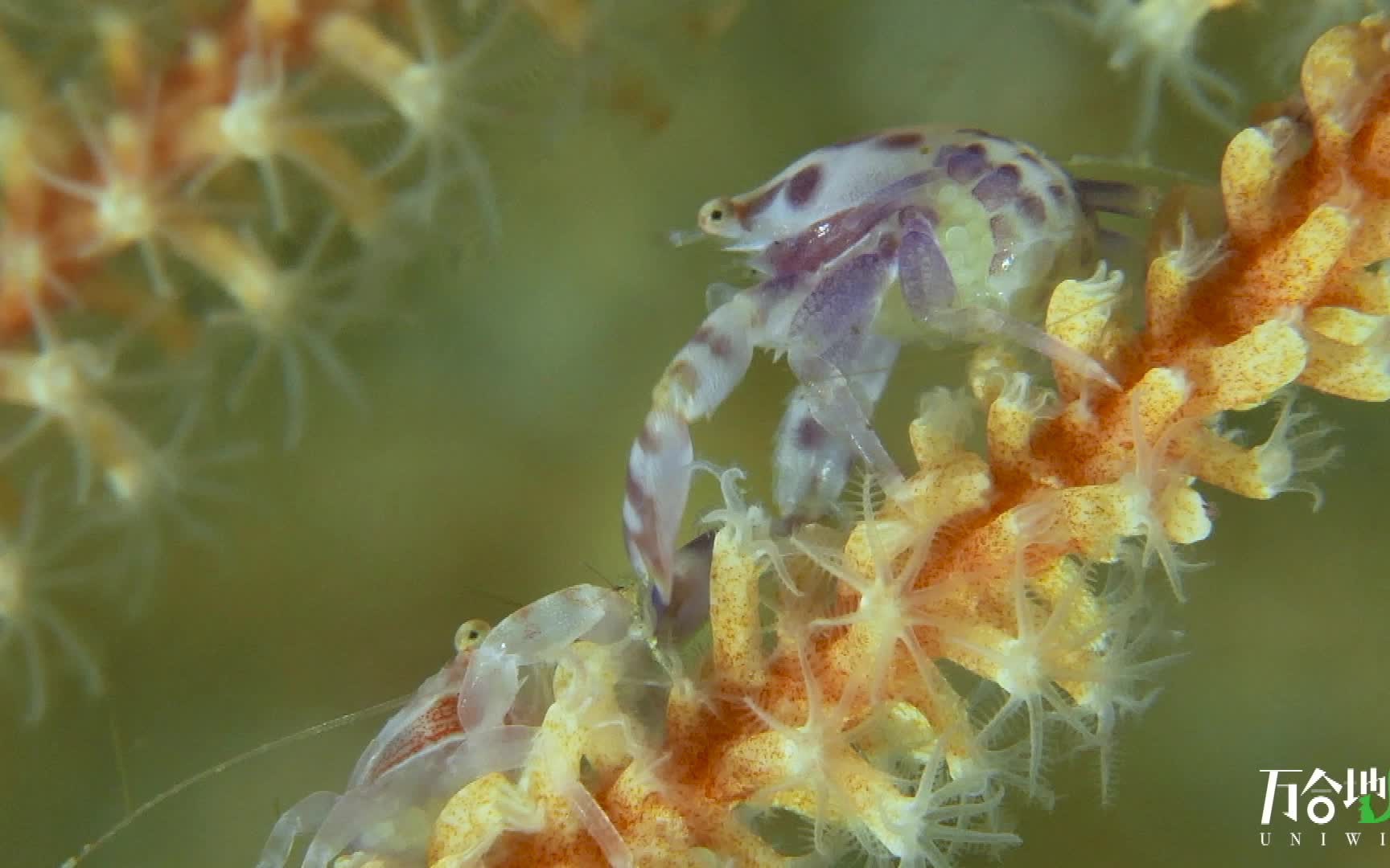 软珊瑚蟹:我们打起拳击赛也不是闹着玩的_哔哩哔哩_bilibili