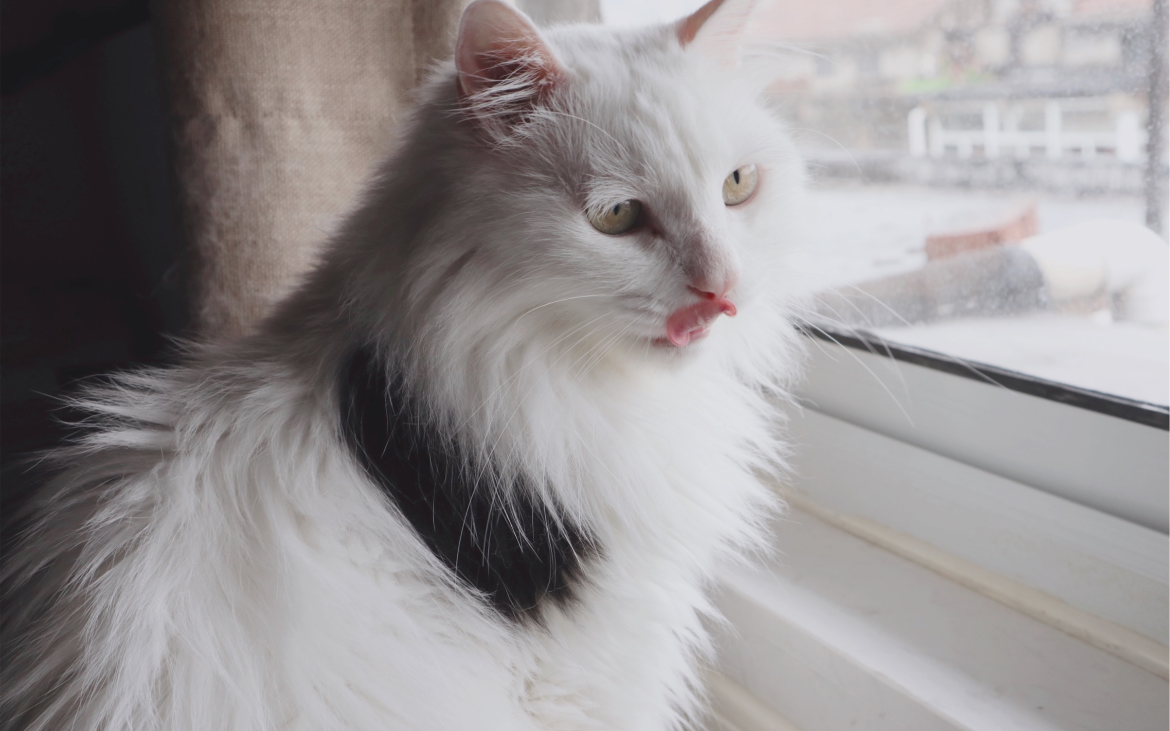 山东狮子猫仿佛养了一只假猫喜欢按摩喜欢摸摸