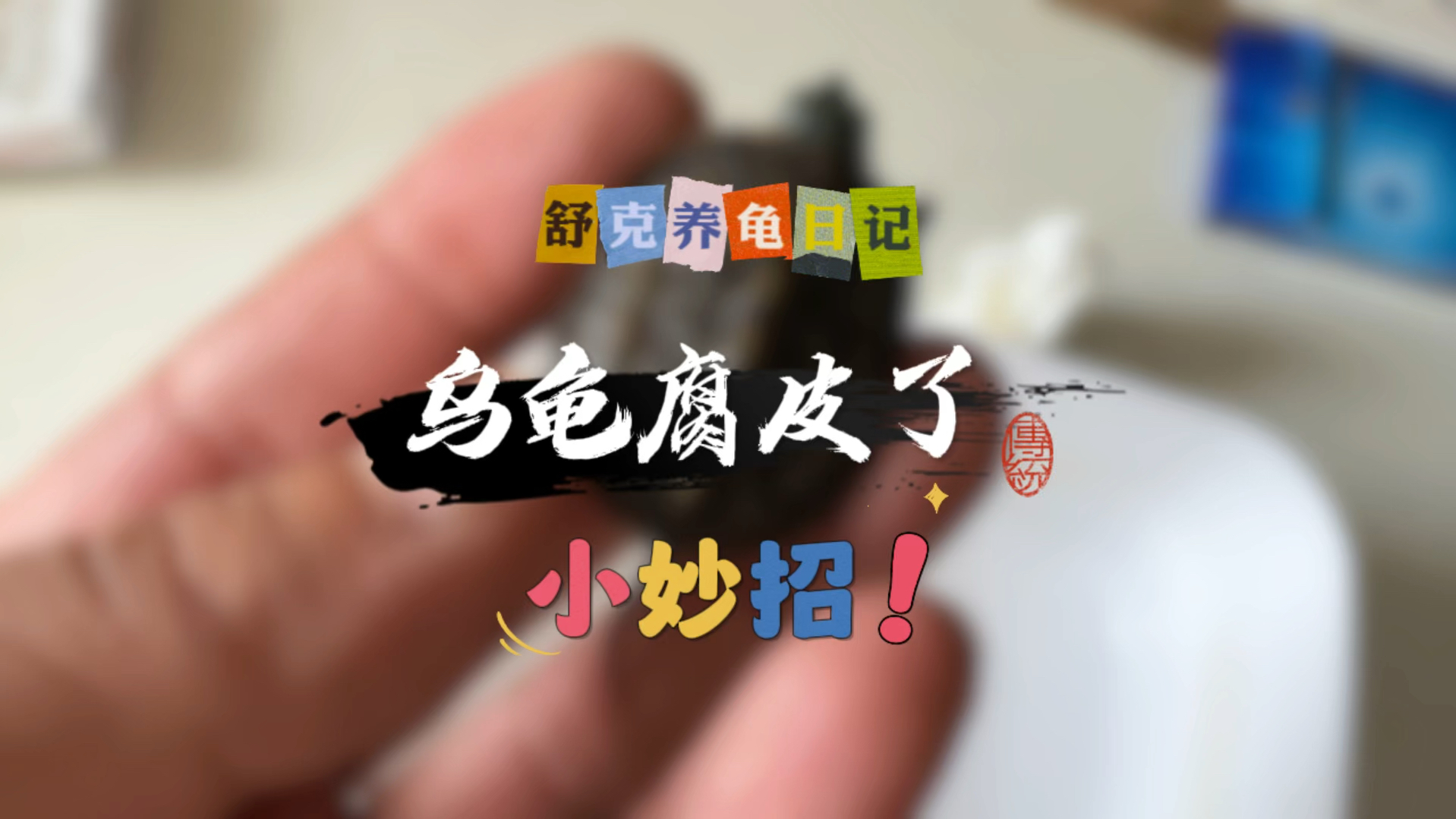 乌龟腐皮不要慌,方法超简单!哔哩哔哩bilibili