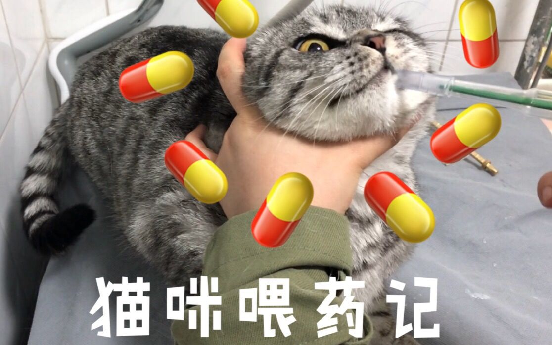 5分钟了解猫咪体内外驱虫小妙招,虫虫去无踪,猫咪更出众!哔哩哔哩bilibili