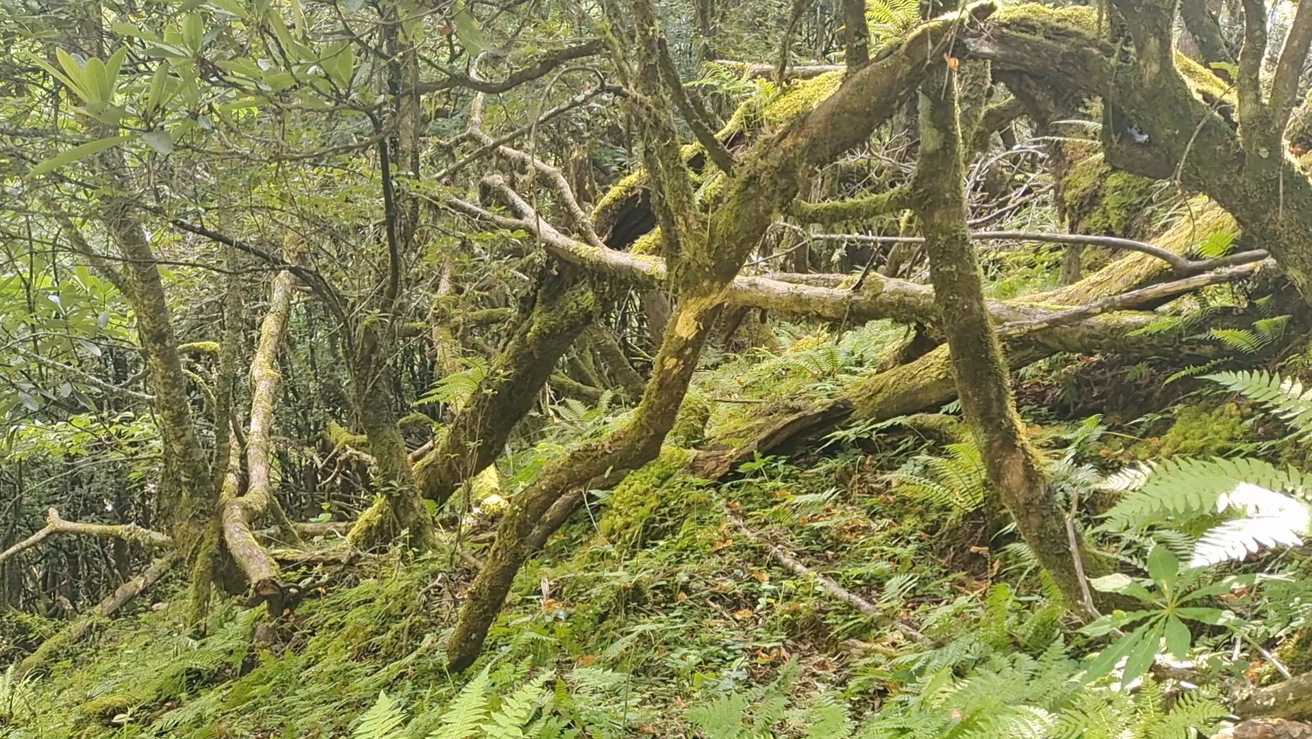 云南的深山老林,原始森林有多害怕?