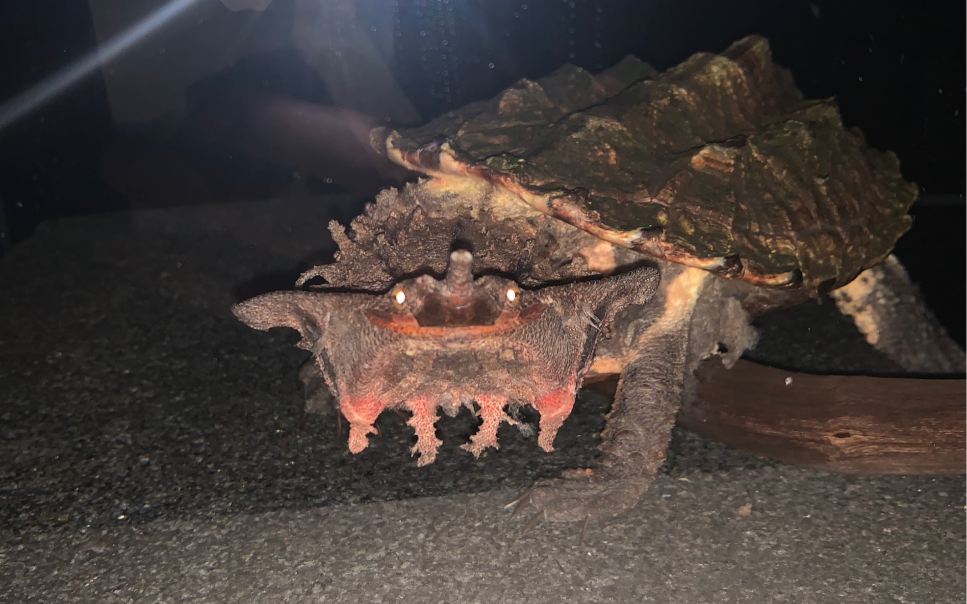 玛塔龟捕鱼过程