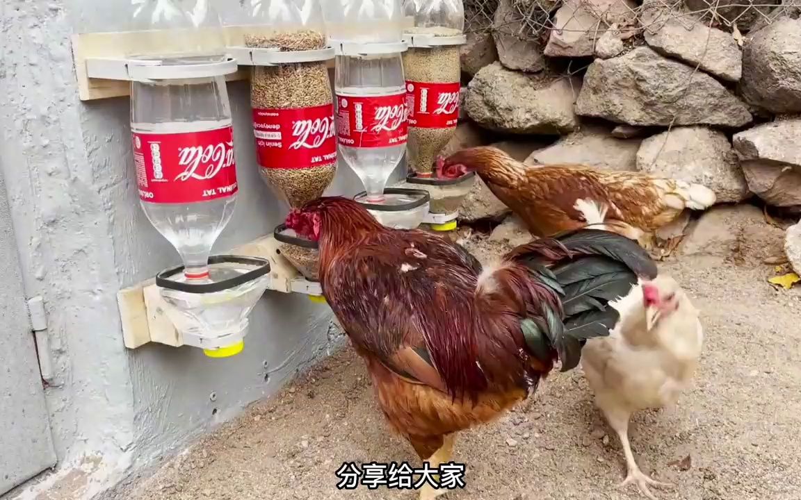 小伙用饮料瓶自制喂鸡神器,加一次饲料,出门旅游一个月都没问题