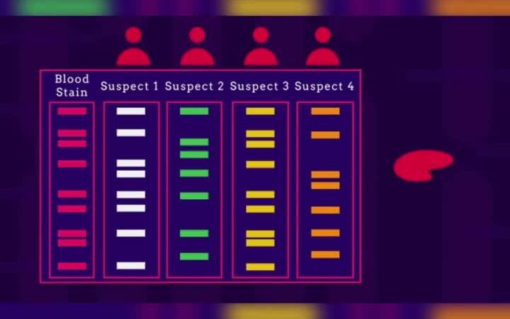 [图]生命科学 什么是DNA指纹图谱？（3）如何在破案，亲子鉴定中发挥作用的？