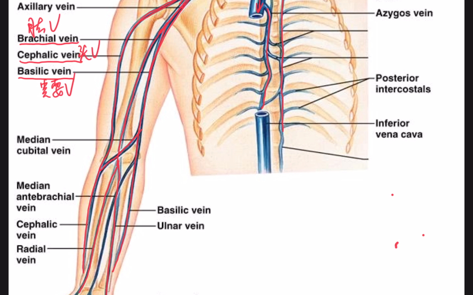 上肢静脉回流解剖(精细,高清)一直被忽略,你从未注意过的细节!哔哩哔哩bilibili