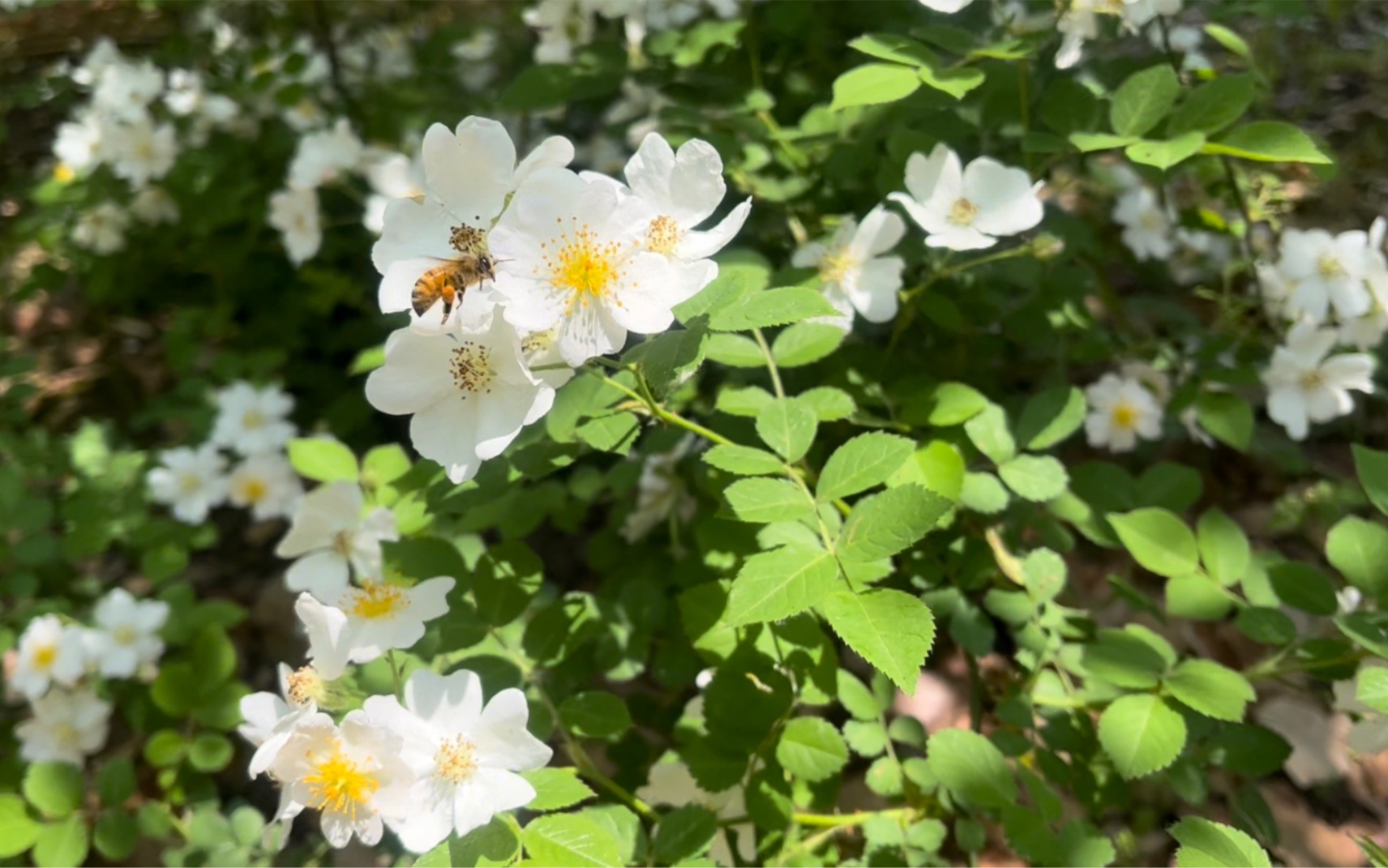 [图]Happiness Is A Butterfly｜江南大学｜观花戏蝶-信步游园