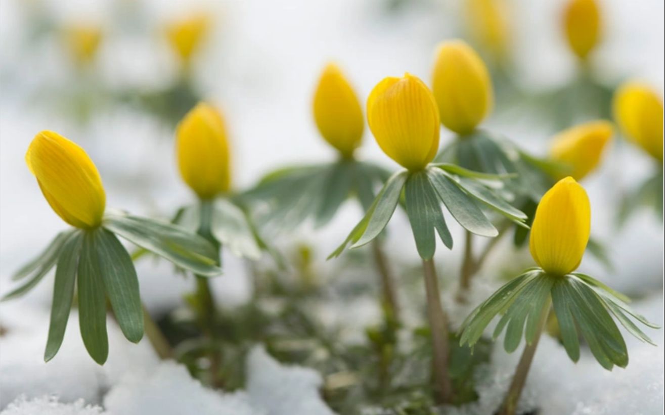 【其他球根】顶着冬雪也能开花的好球根 冬菟葵 Eranthis hyemalis哔哩哔哩bilibili