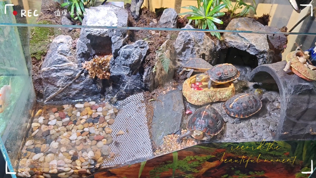 60缸水陆造景养黄缘龟,来顿石榴大餐