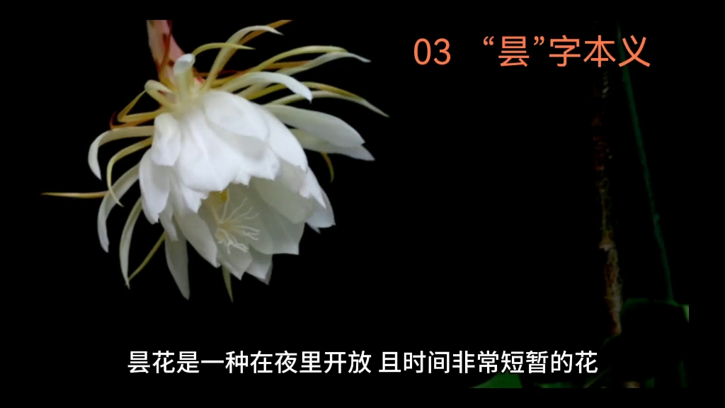 [图]“昙花”为什么叫“昙”花呢？终于明白了！