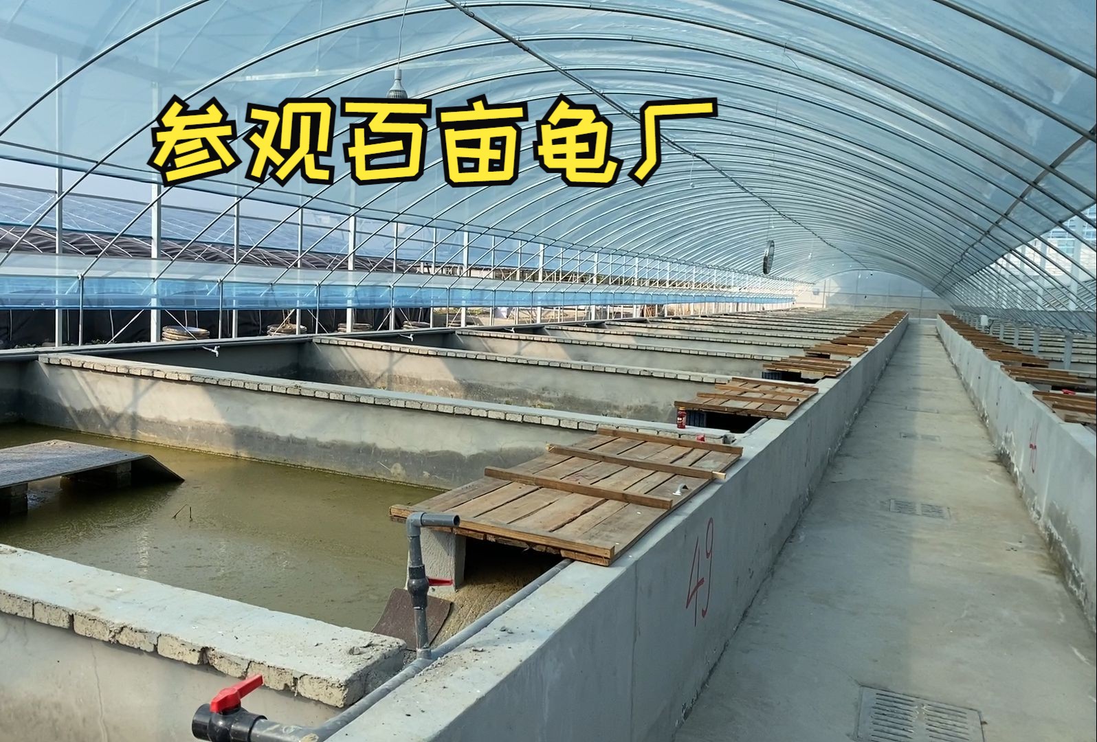 【参观乌龟养殖场】百亩的龟场，都有什么龟-缘小园园长-缘小园园长-哔哩哔哩视频