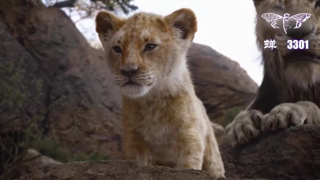 狮子王成长记!勇敢的小辛巴!