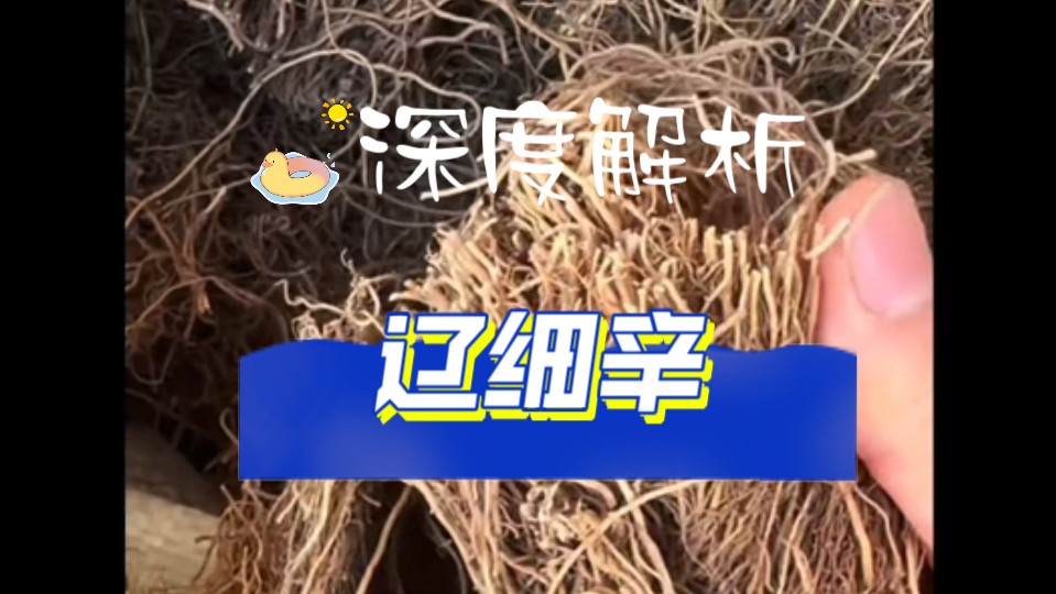 这次带你们看看便宜的细辛都是啥样的!哔哩哔哩bilibili