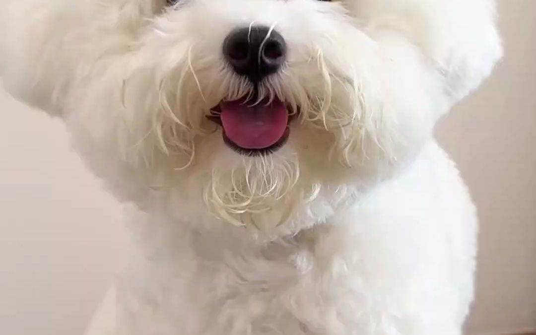 一定要经常给狗狗清洁嘴毛哦~防止嘴毛氧化变黄!比熊日常