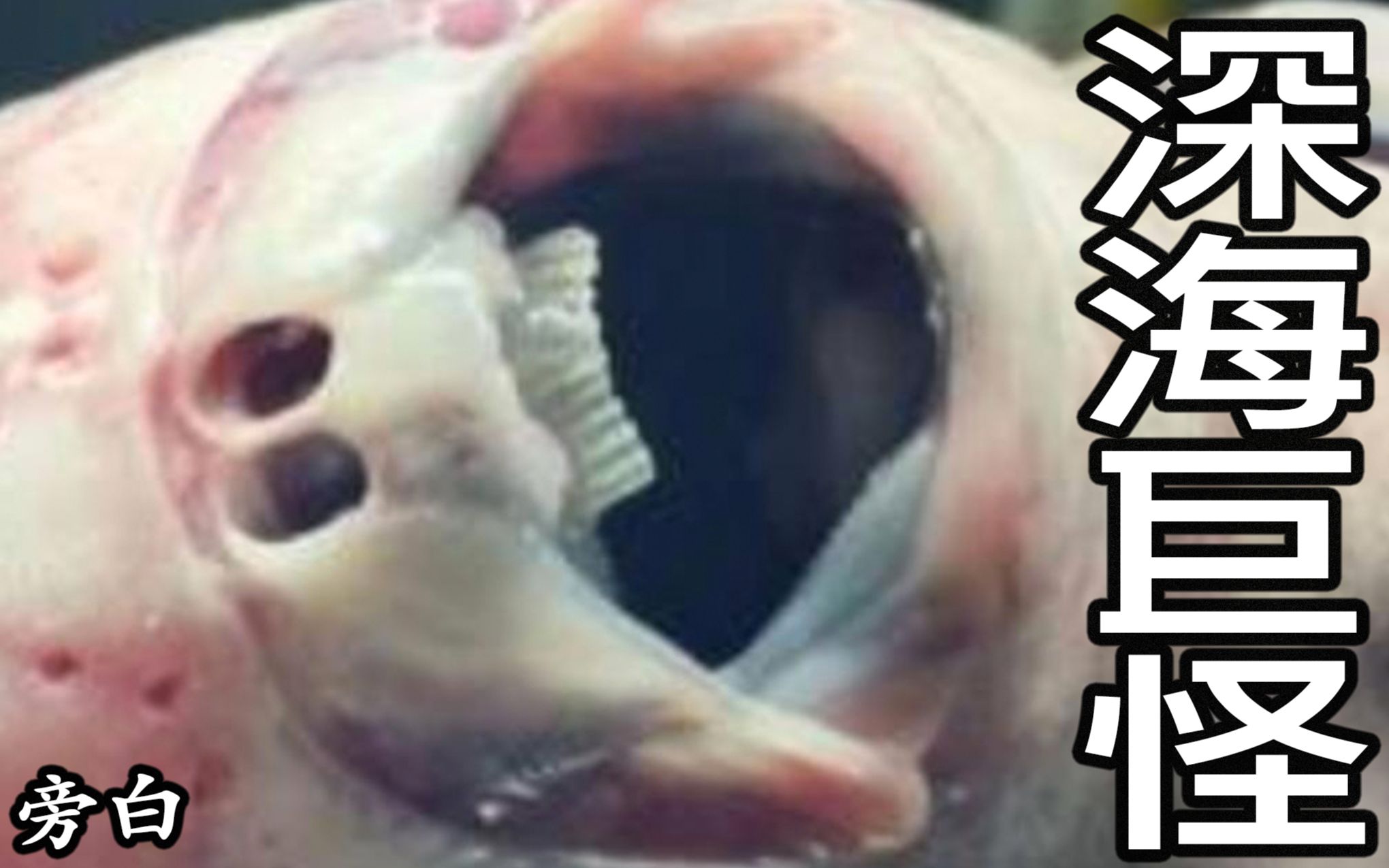 【 十大 】10个 恐怖海怪 ,Top 10 Scary Creatures Pulled Out Of The Ocean 三爷奶奶频道哔哩哔哩bilibili