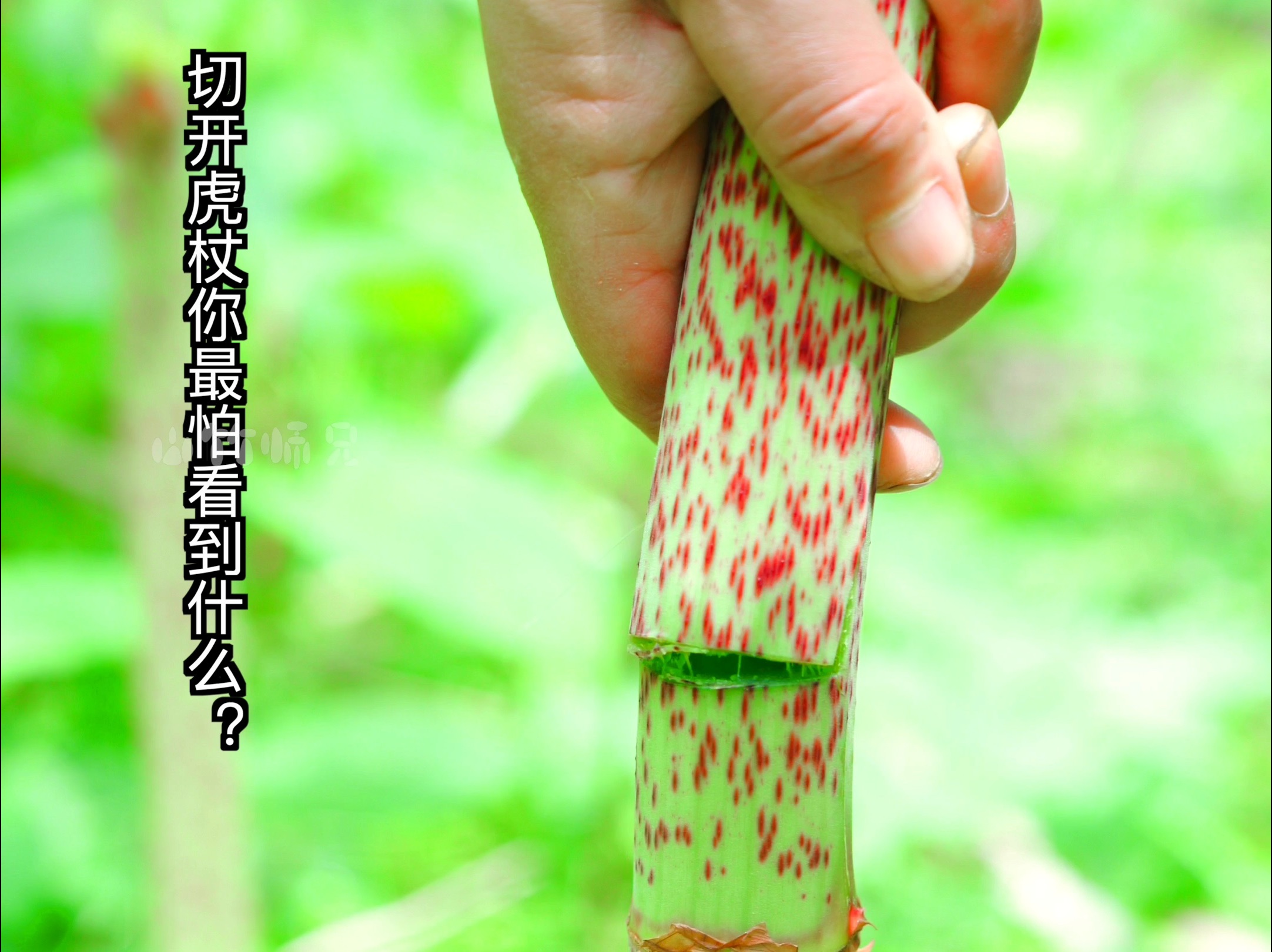 切开虎杖你最怕看到什么？