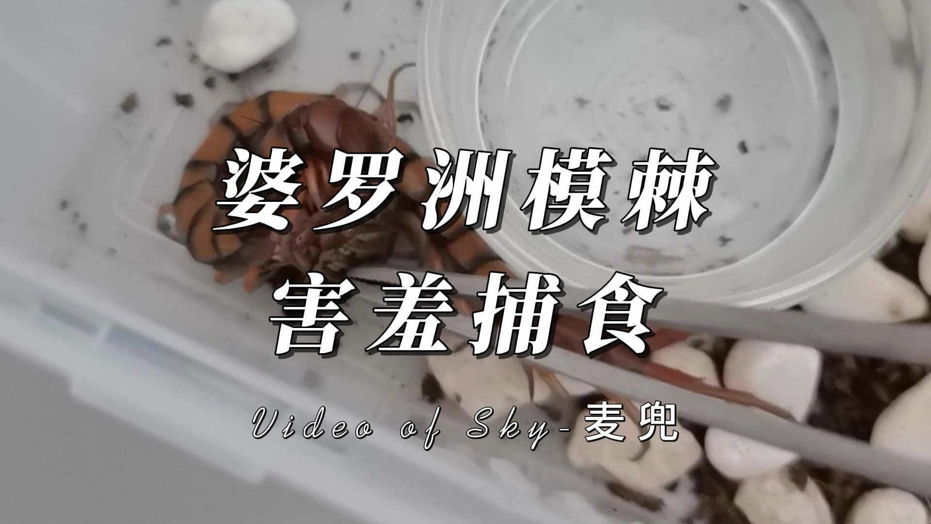 婆罗洲模棘蜈蚣害羞捕食杜比亚