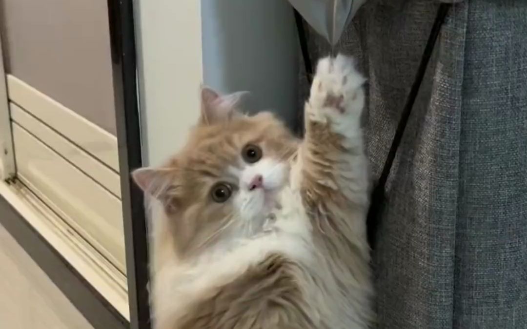 猫咪举手图片 表情包图片