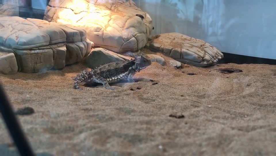 巨人角蜥日常吃屎(食),大自然的搬运工._哔哩哔哩_bilibili