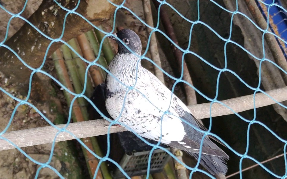 德国七星布谷鸽子