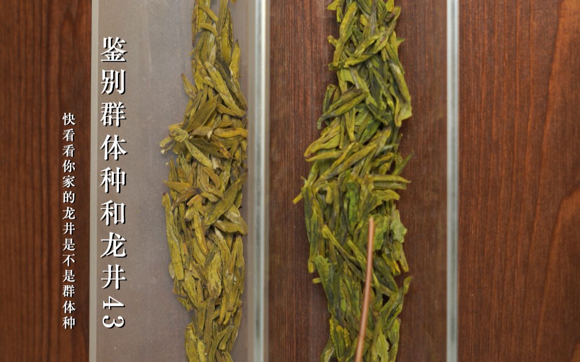 如何区分群体种与龙井43