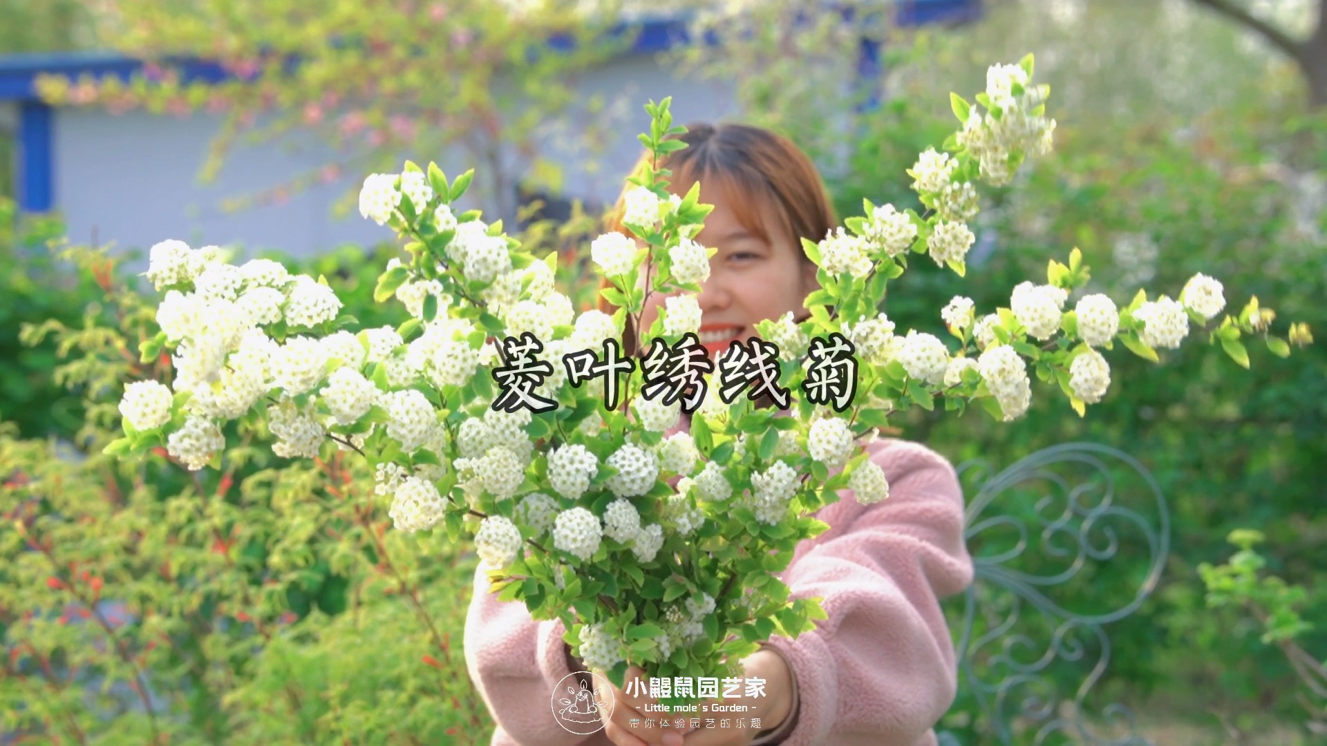 你的菱叶绣线菊开了吗?#花园##园艺#哔哩哔哩bilibili