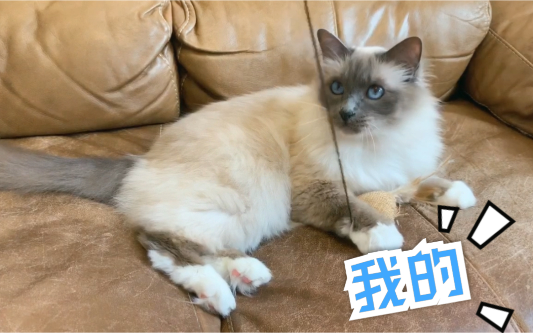 【伯曼猫】本来自从有了弟弟以为他变成熟了没想到还是满沙发打滚哔哩哔哩bilibili