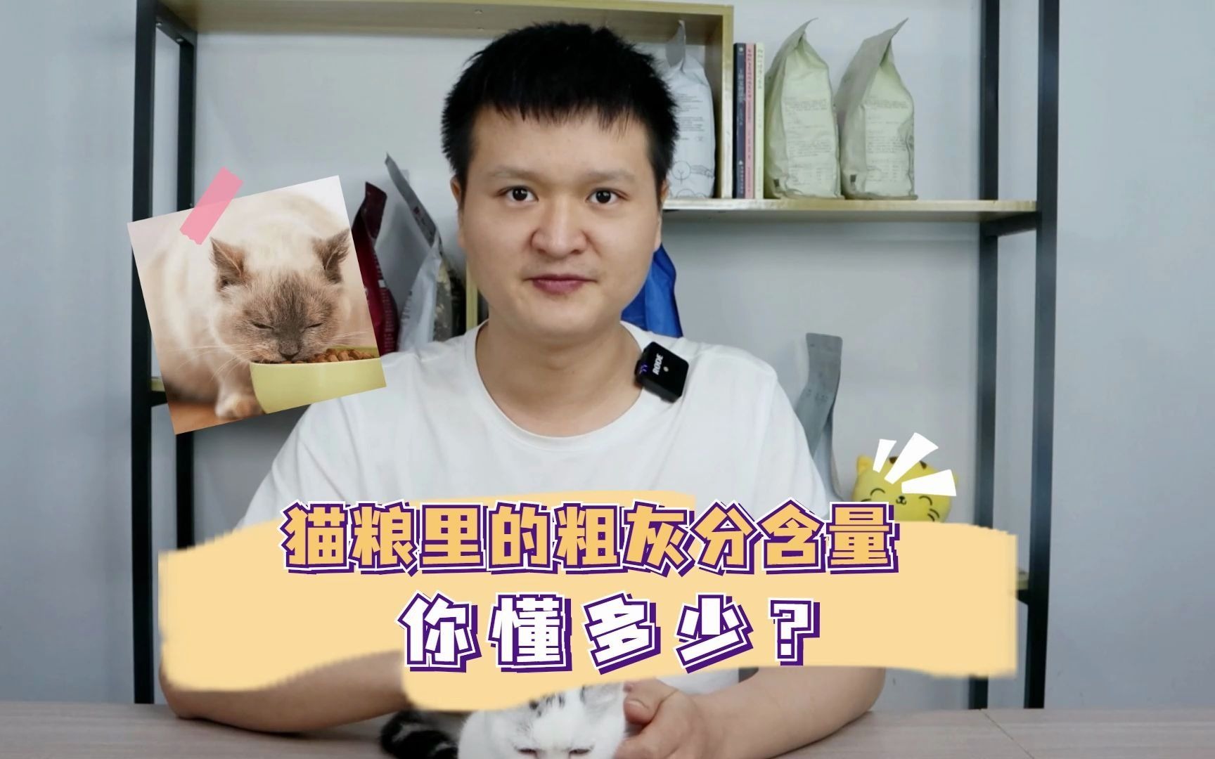 猫粮里的粗灰分含量,你懂多少?哔哩哔哩bilibili