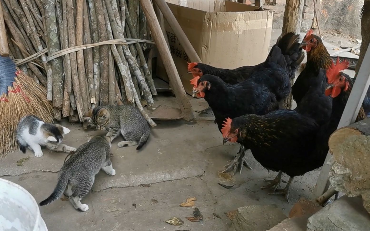 [图]初生猫崽不怕蛇，还引来全家围观，蛇最后趁机溜走了