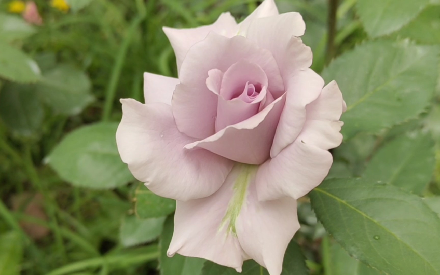 淘汰月季爽与海洋之歌进行了比较