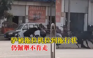 Descargar video: 犟驴不肯走被拉到拖行状，网友：终于知道为什么叫犟驴了