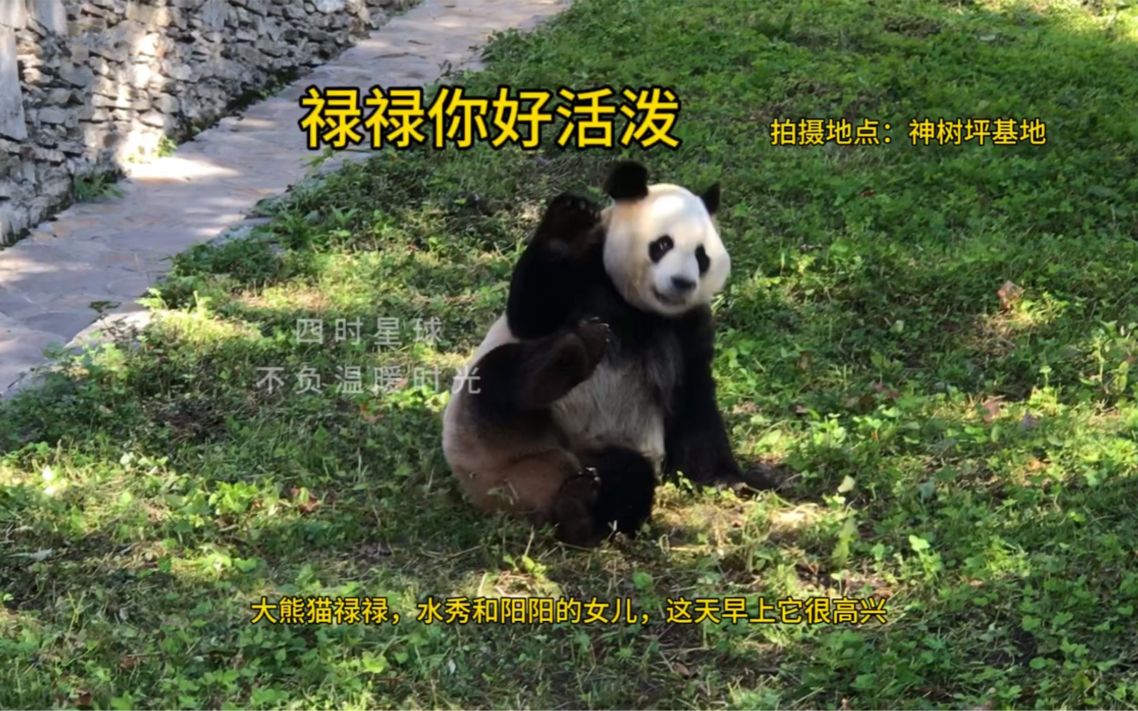 大熊猫禄禄,活泼好动得像只男熊.