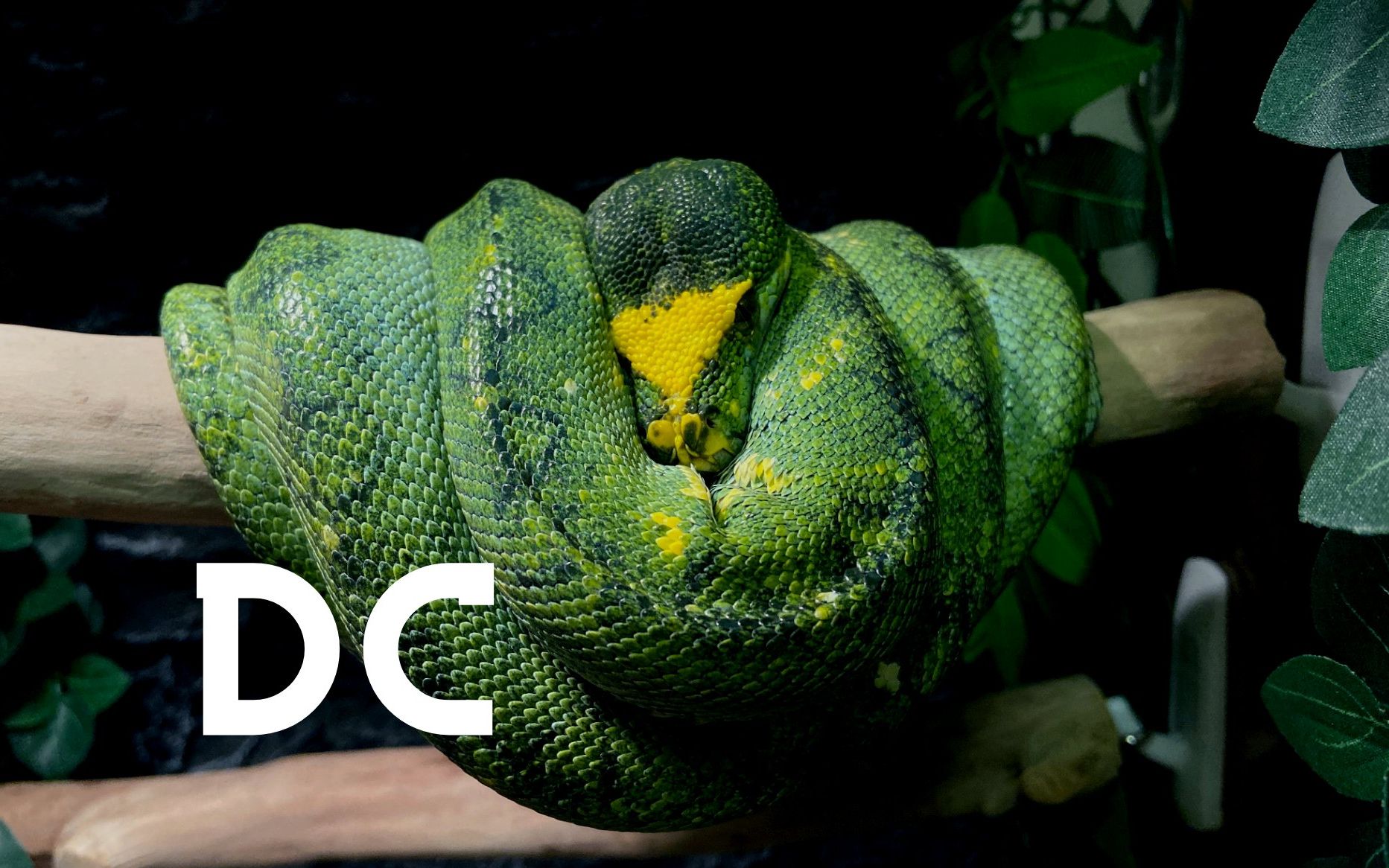 活动作品绿树蟒好一条绿树蟒竟然在狗舔水