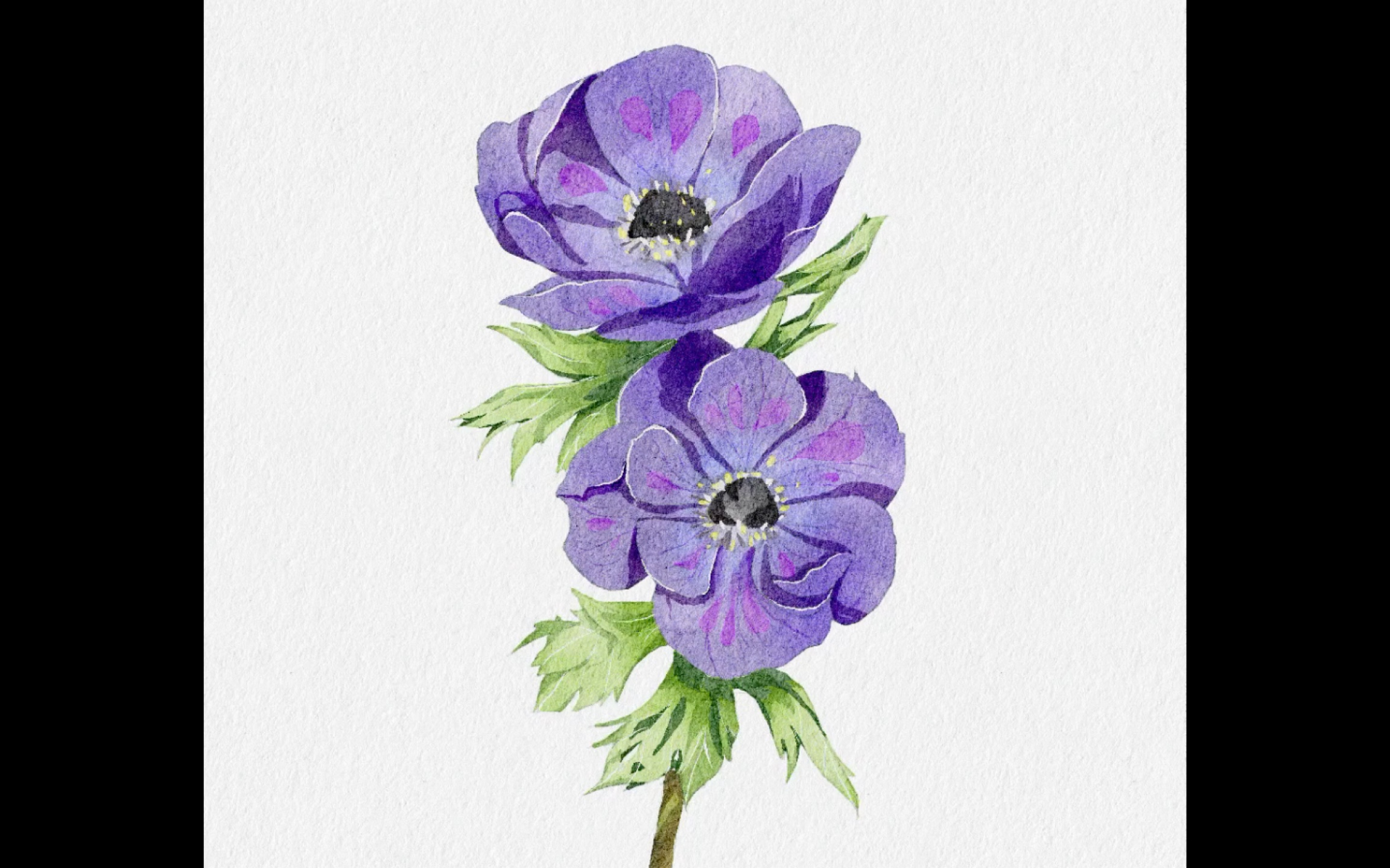 【procreate 】水彩临摹-银莲花