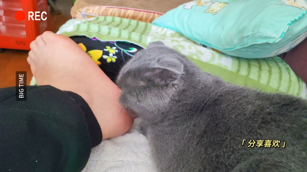 猫猫!不要舔了!真的很痒!哔哩哔哩bilibili