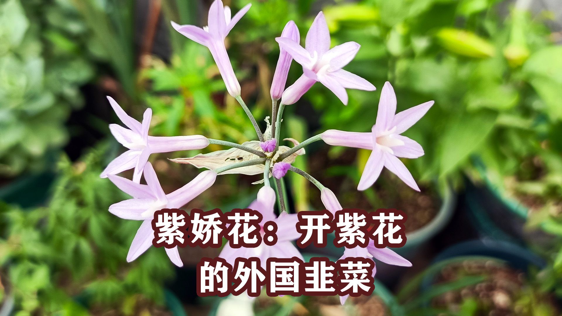 紫娇花:养了半年的韭菜,终于开花了哔哩哔哩bilibili